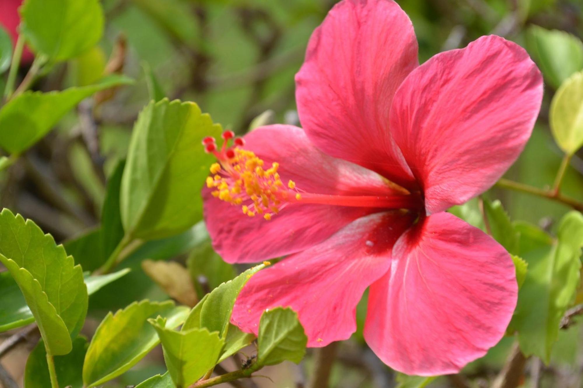 Pipa Beleza Suites Praia de Pipa Esterno foto